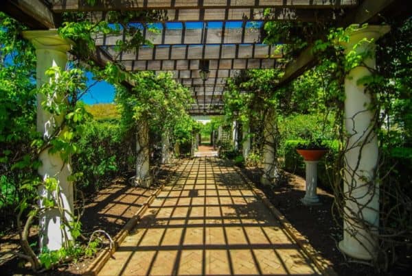 How to Trellis Your Cannabis Garden. Walkway with greenery.
