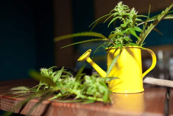 Understanding Water PPM for Marijuana. Yellow pot with marijuana plants