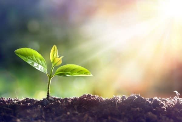 Does marijuana grow better in sunlight or artificial light? Marijuana plant growing in soil.