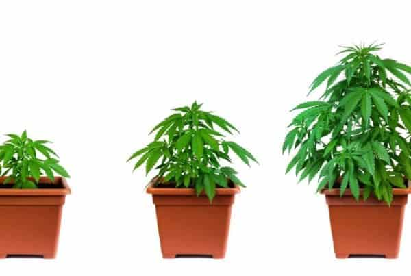 A Look At Various Pots For Growing Marijuana. 3 different pot sizes with plants in them.