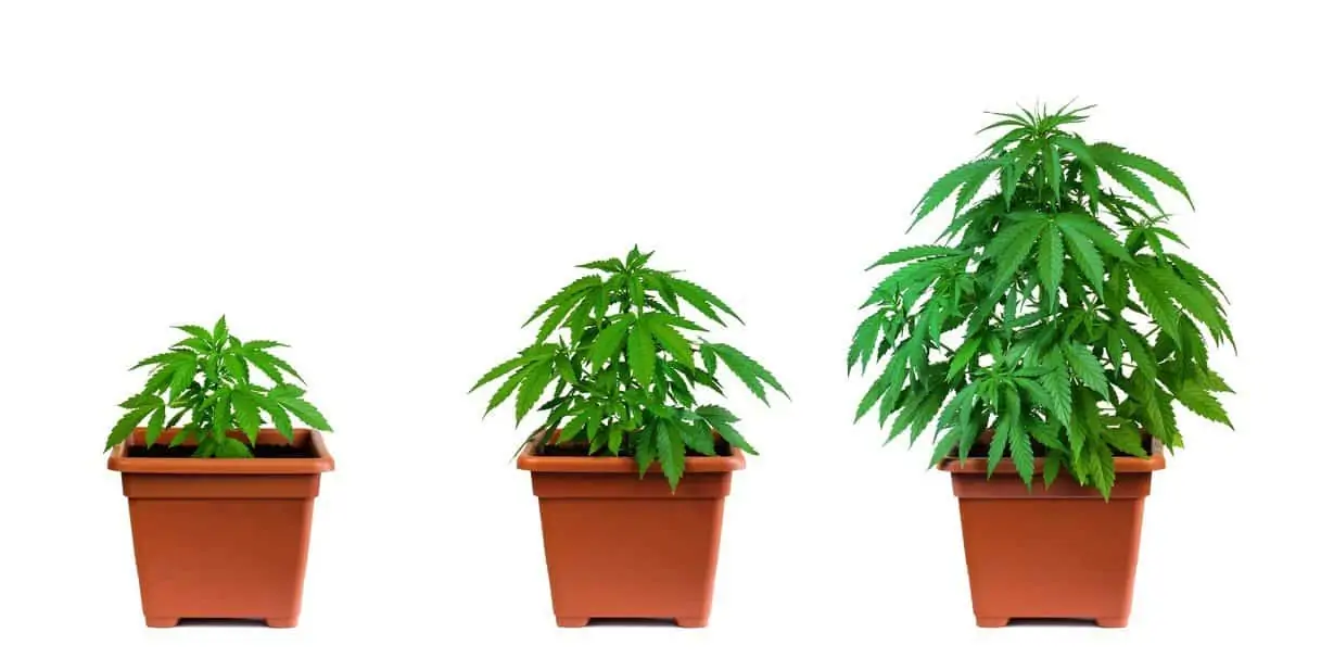 Ultimate Guide to Cannabis Pot Size