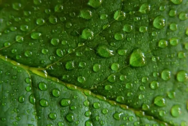 Controlling Humidity in Your Indoor Marijuana Grow. Water droplets on a leaf.