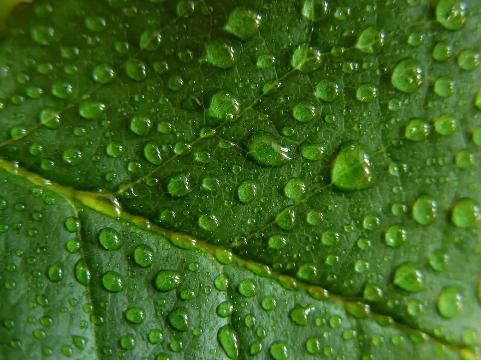 Controlling Humidity in Your Indoor Marijuana Grow. Water droplets on a leaf.
