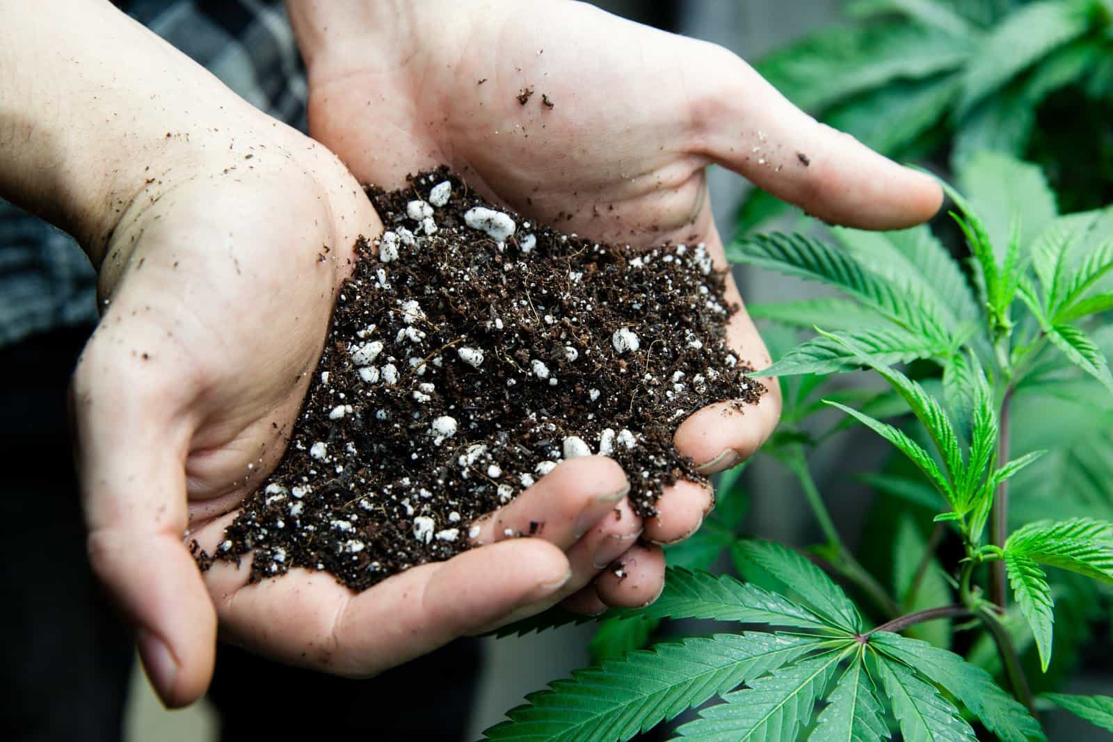 Steps To Crafting The Perfect Cannabis Soil