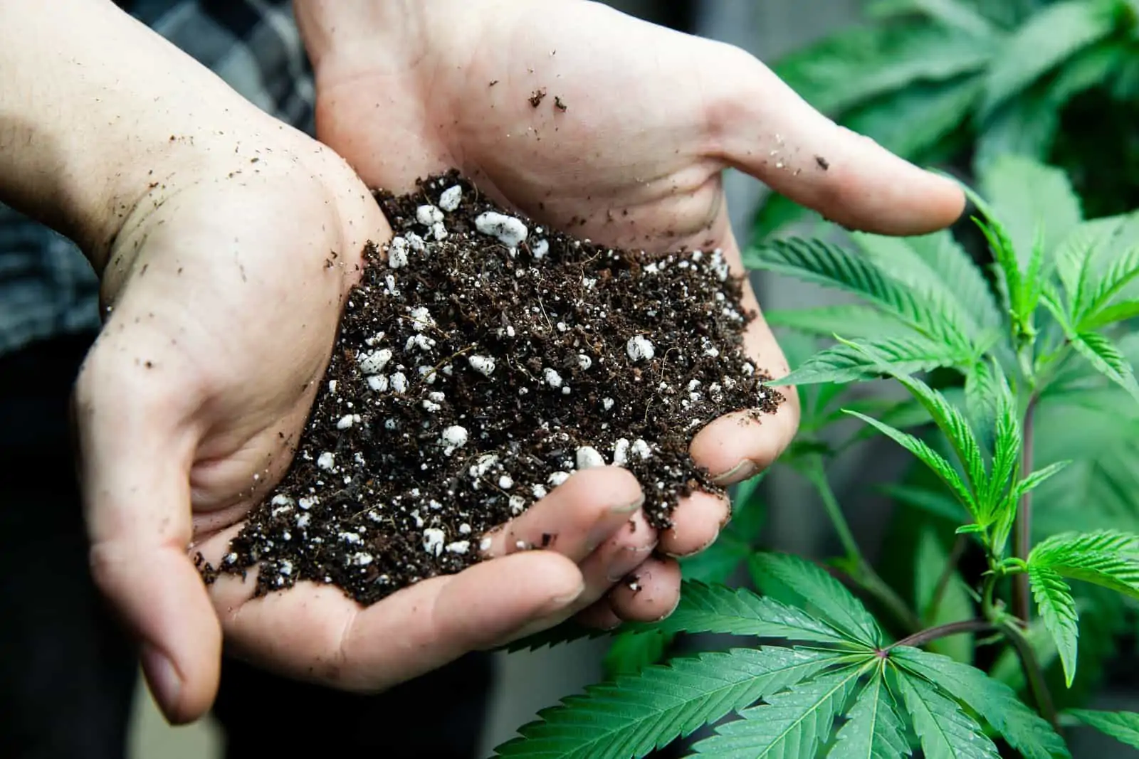 Steps To Crafting The Perfect Cannabis Soil