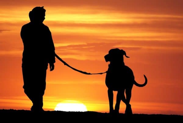 Five ways cbd pet treats can benefit your canine. Man walking dog.