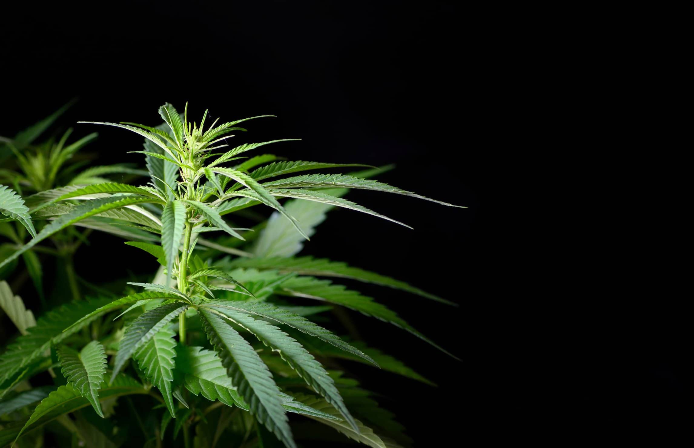 5 great uses for male marijuana plants