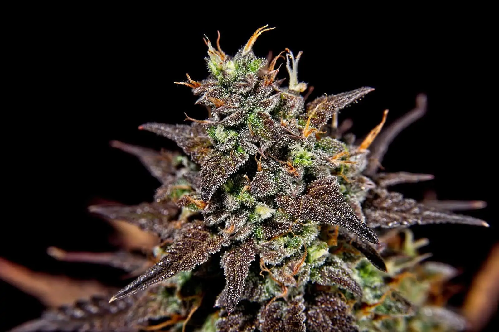 Cannabis hybrid strains effects. Marijuana Plant