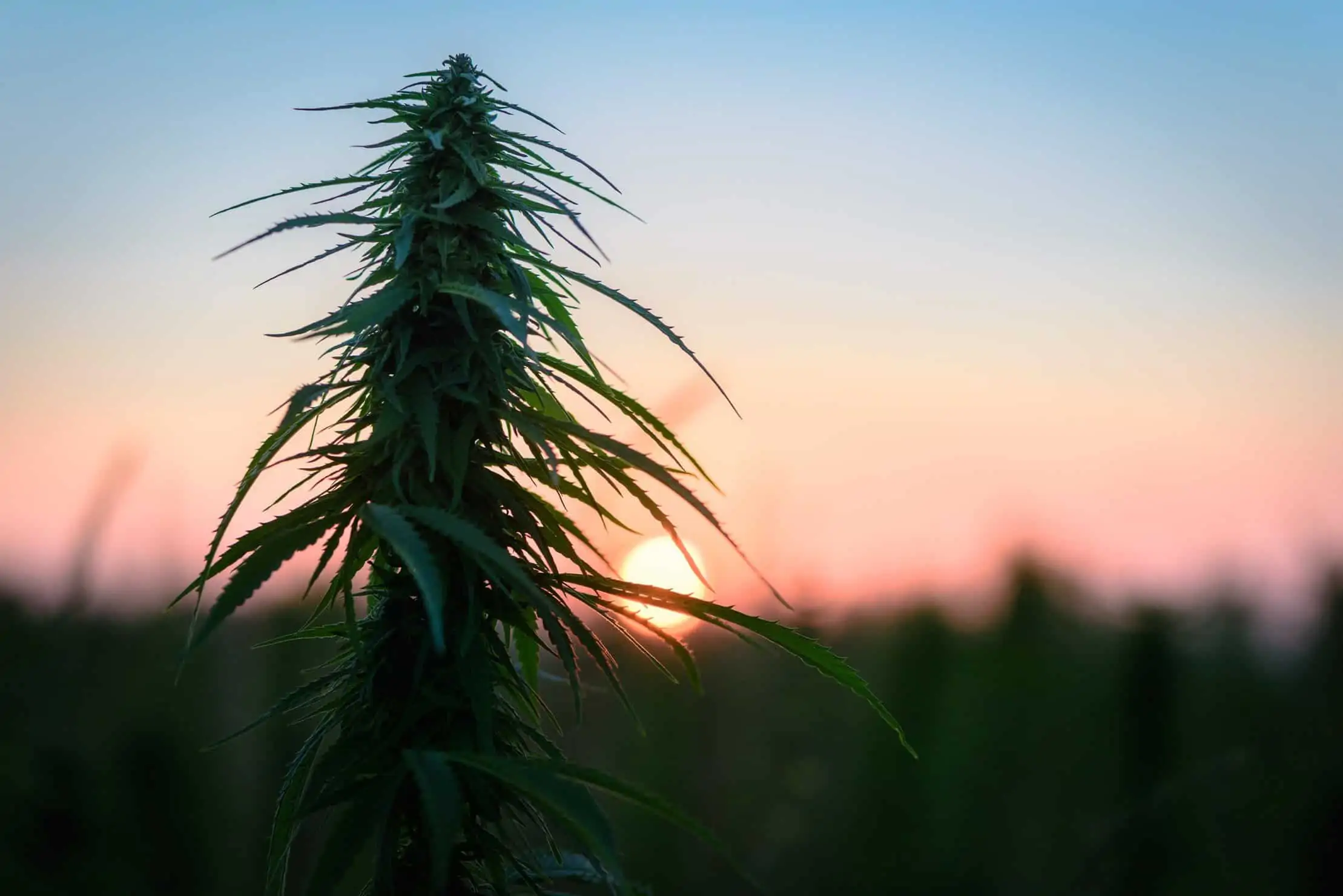 Enhanced methods for your marijuana grow. Green marijuana plant.
