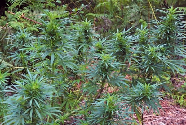 Outdoor marijuana harvest
