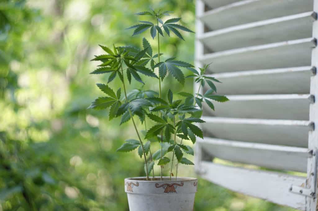 cannabis (marijuana) leaves with morning dew. A small plant of cannabis with water droplets on leaves. growing marijuana at home for medical purposes