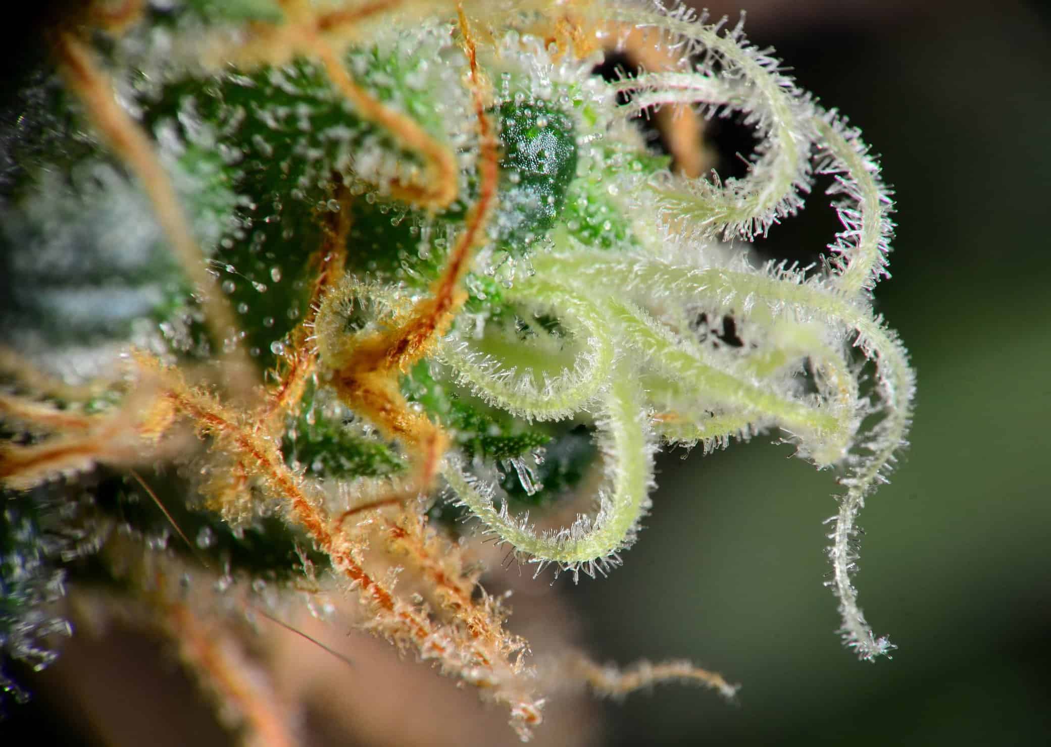 Has Cannabis Potency Really Increased?