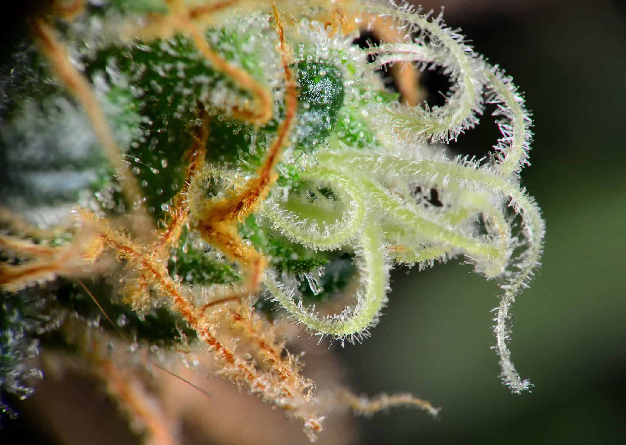 Has marijuana potency really increased?