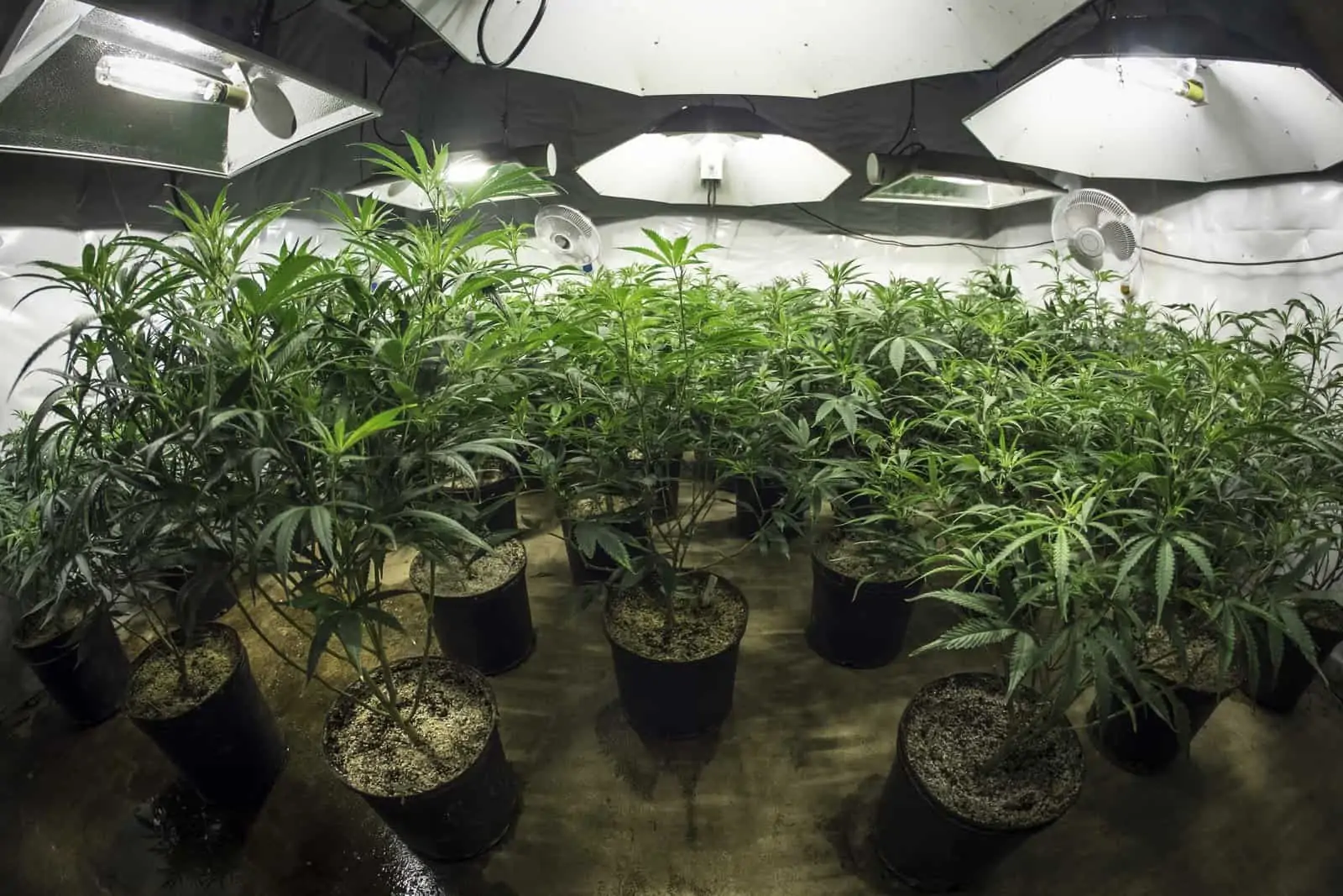How To Turn Any Space Into The Perfect Cannabis Grow Spot