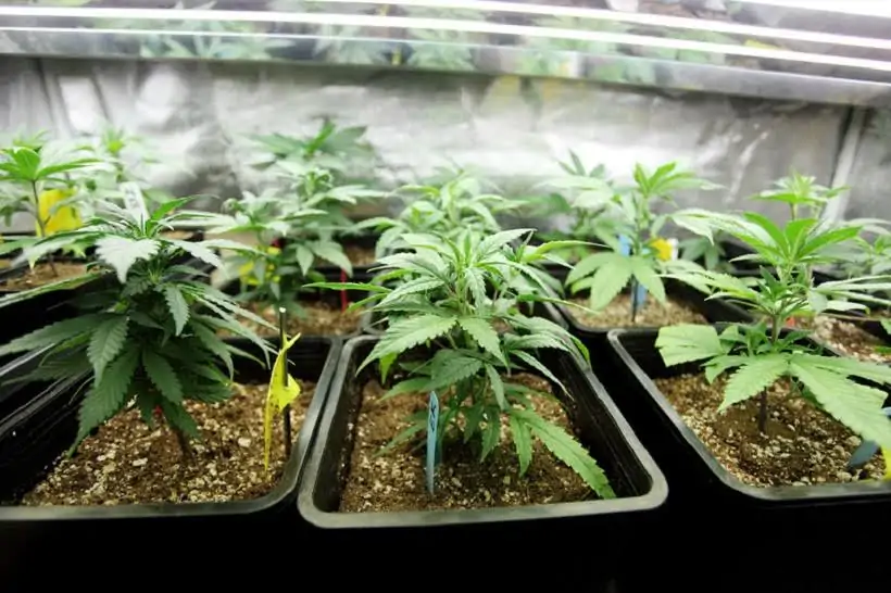 How to Grow Six Marijuana Plants In One Year