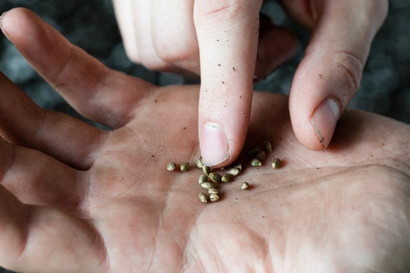 How to Tell If a Marijuana Seed is Good. Seeds in a palm.