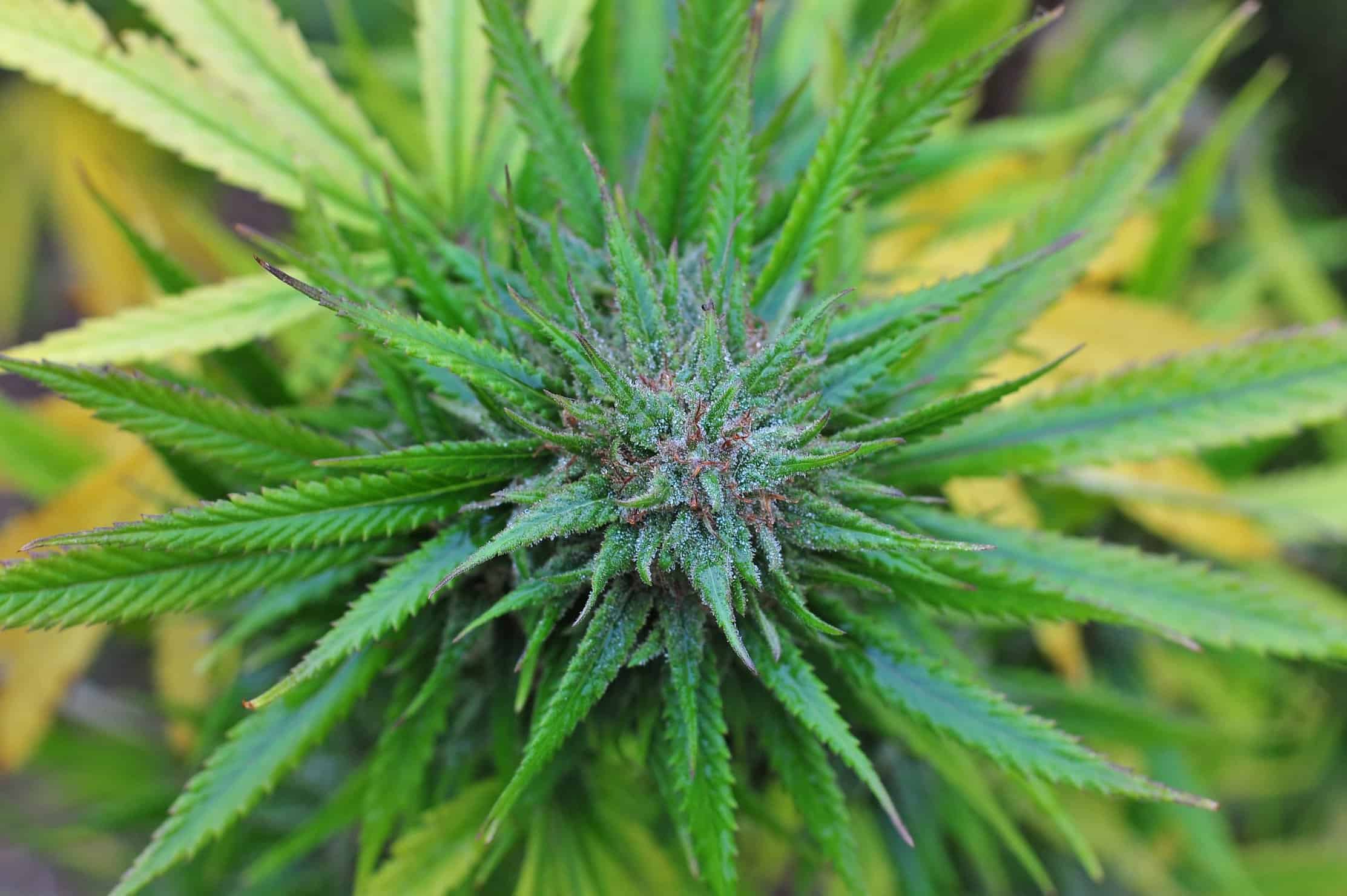 Pros & Cons: Growing Sativa Marijuana. Closeup of marijuana plant.