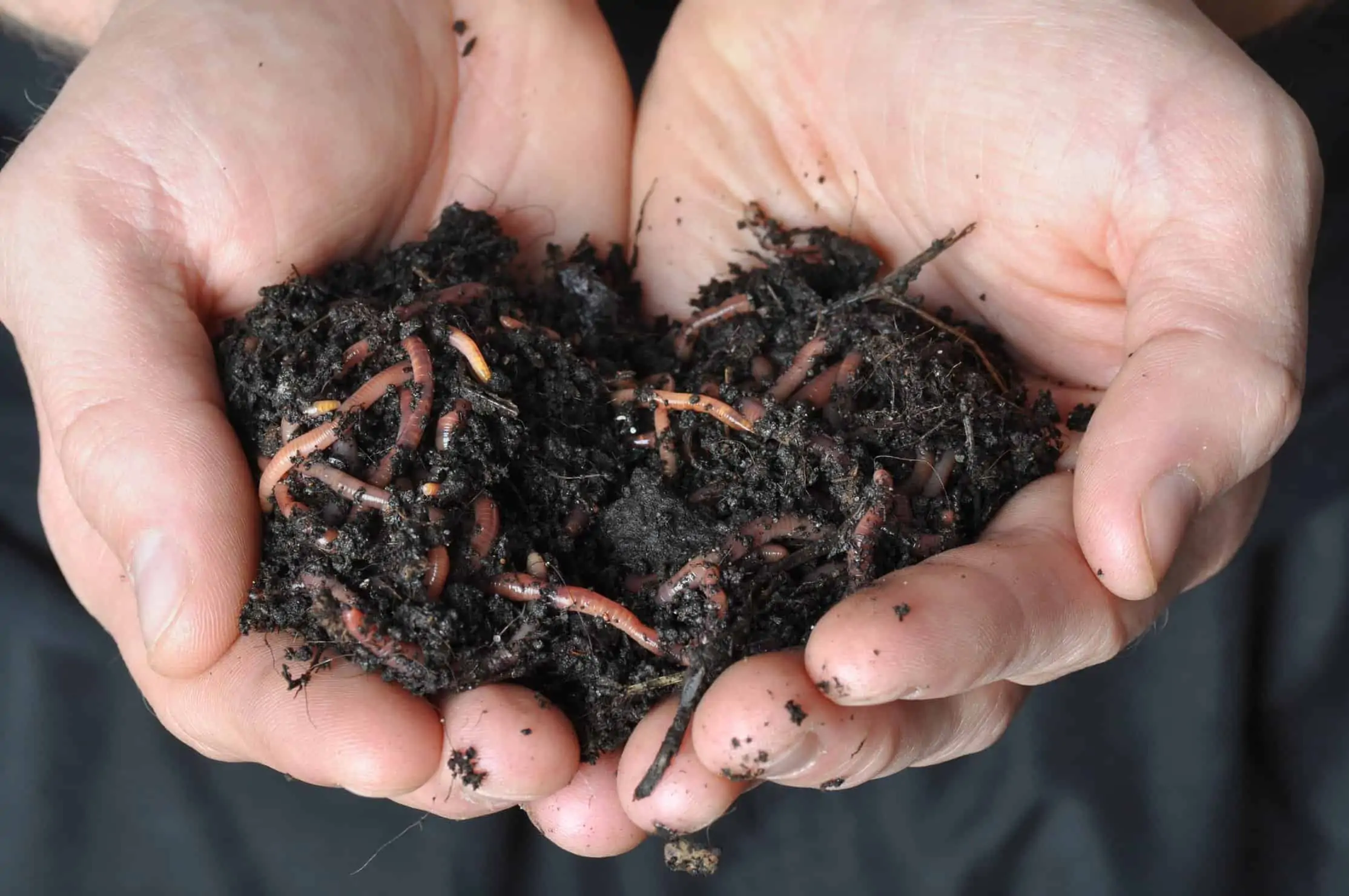 Benefits of earthworm castings to your marijuana plants. Hands holding soil.
