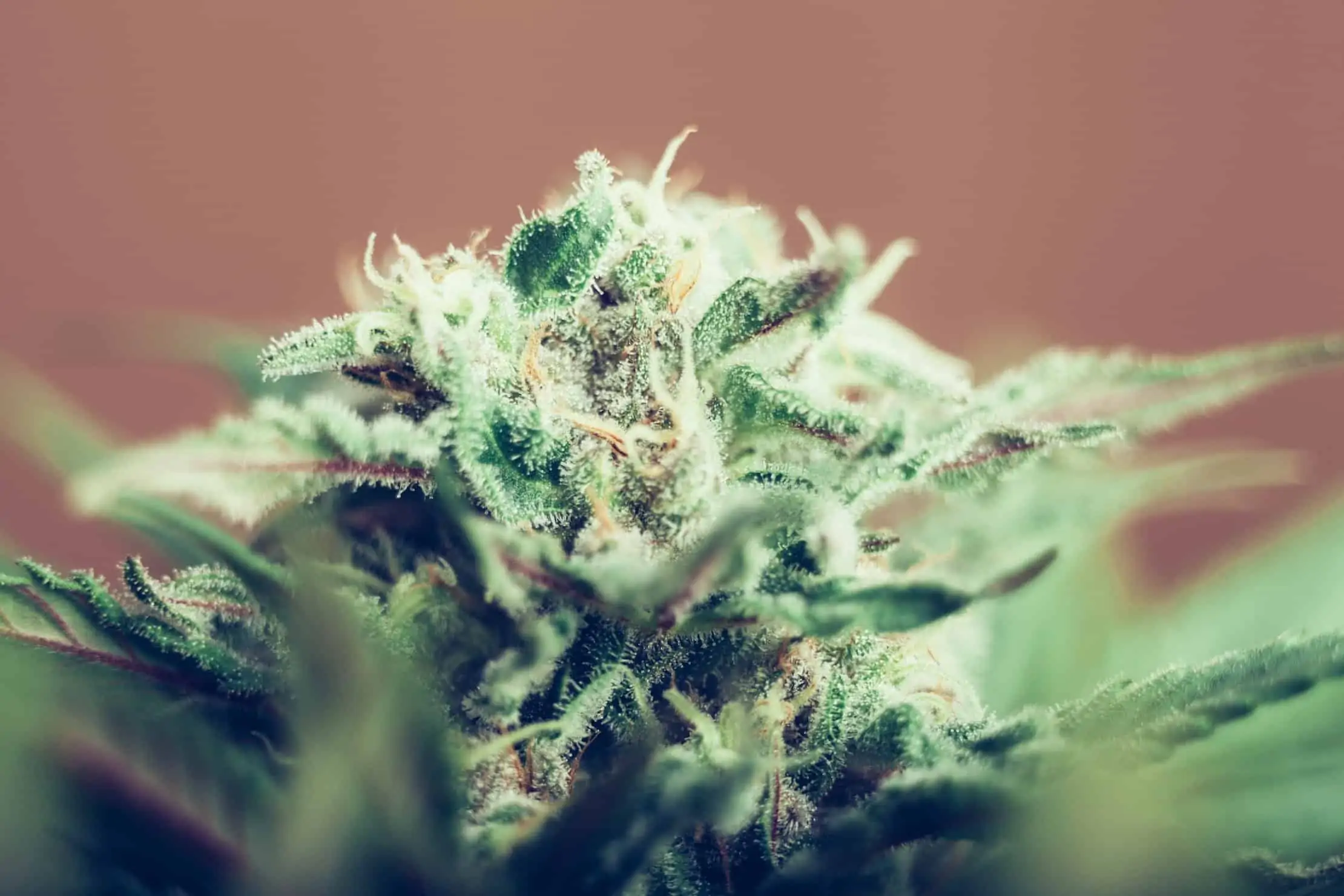 The importance of growing hybrid marijuana strains. Closeup of marijuana plant.