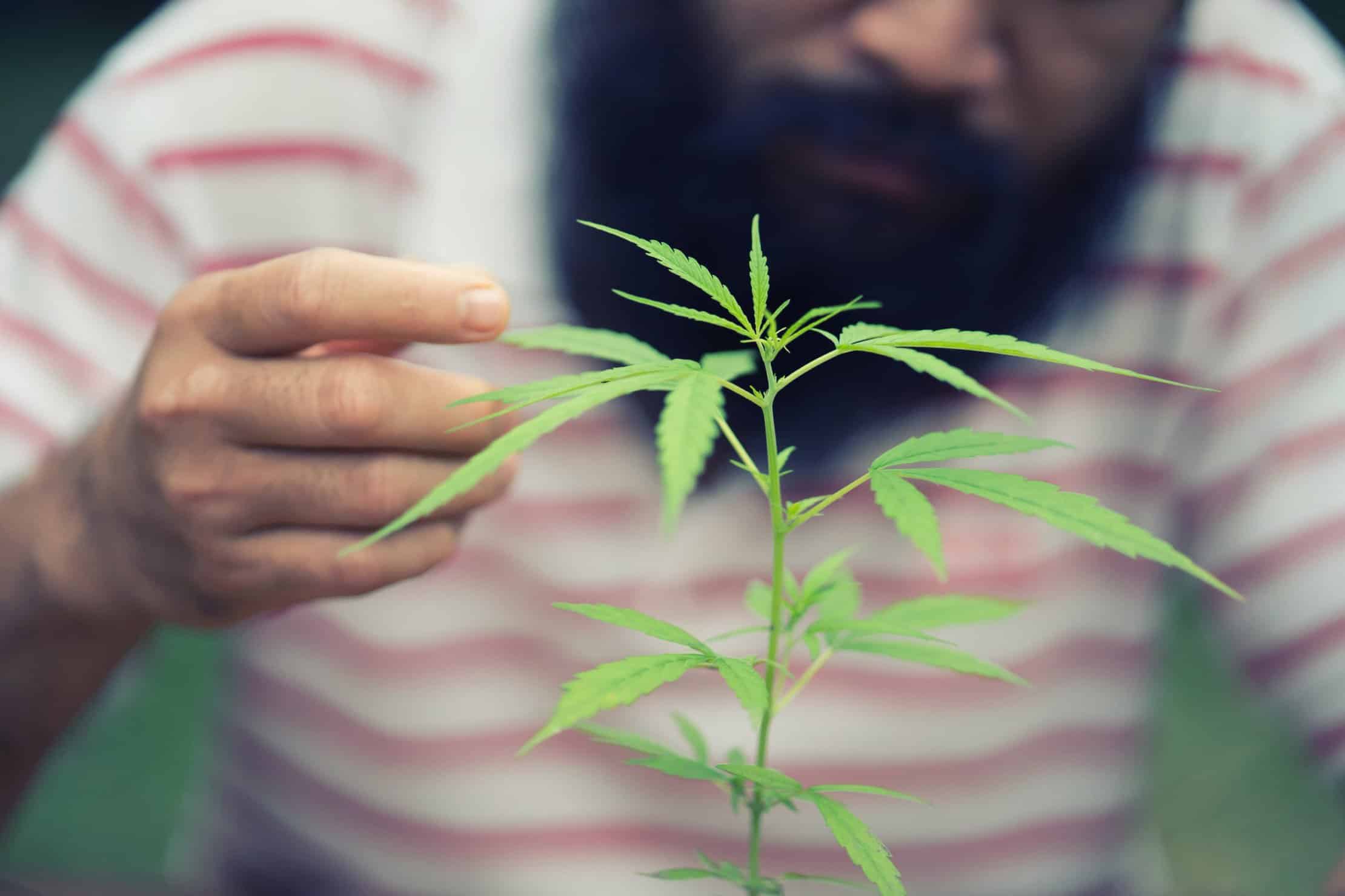 Top Challenges for Cannabis Growers