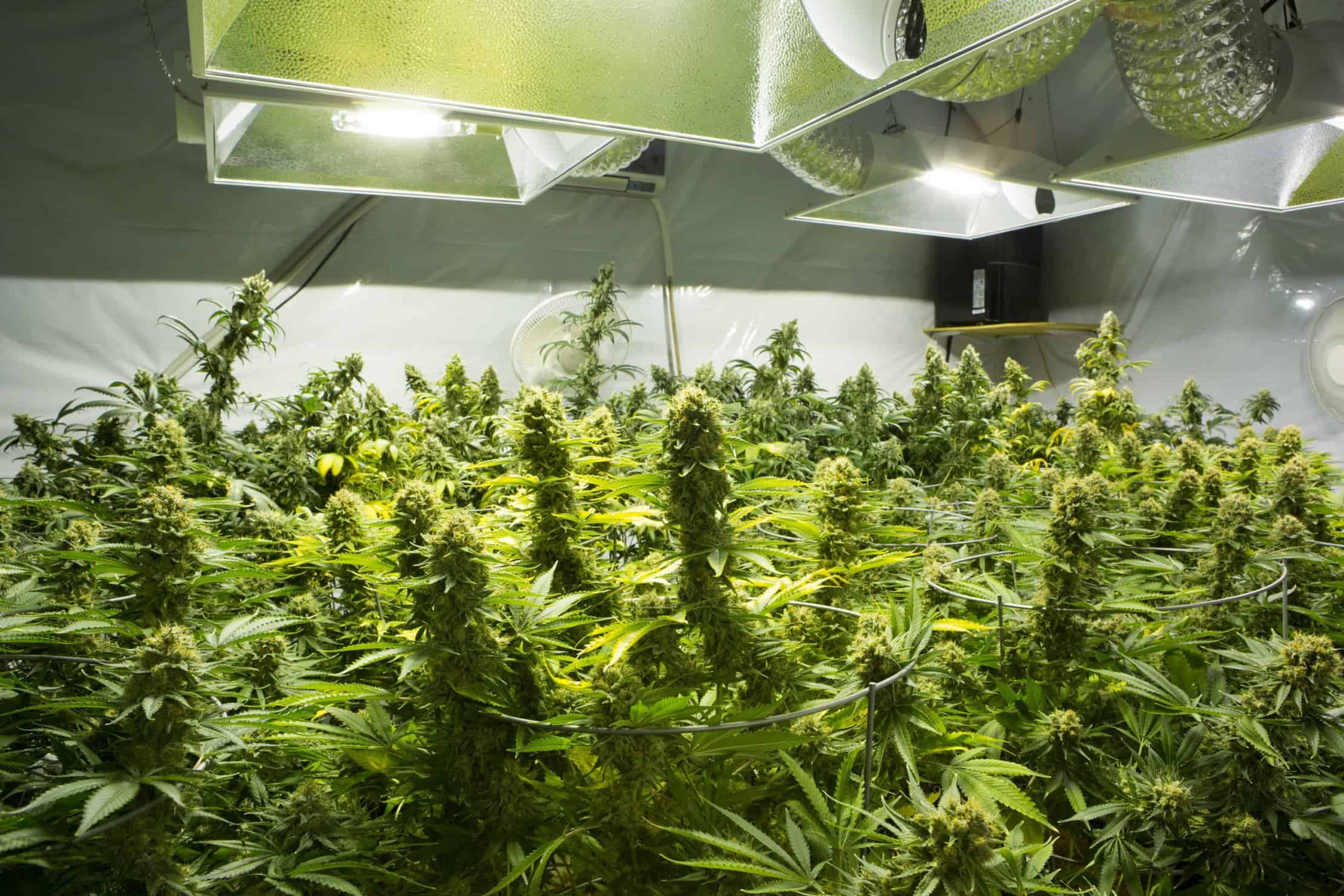 Top Challenges for Indoor Cannabis Growers | CTU