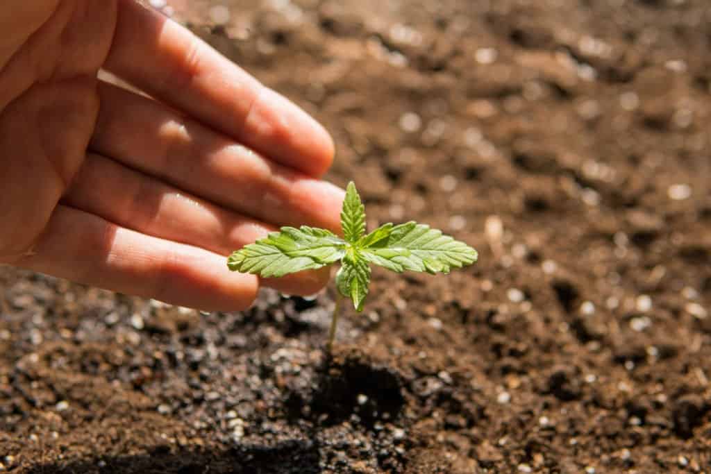 hand touching marijuana plant in soil, the benefits of growing cannabis with compost