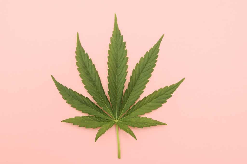 Flushing marijuana plants. Marijuana leaf.