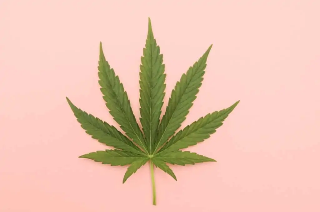 Flushing marijuana plants. Marijuana leaf.