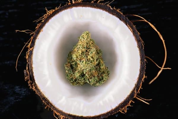 Coconut water as an organic marijuana fertilizer. weed in a coconut