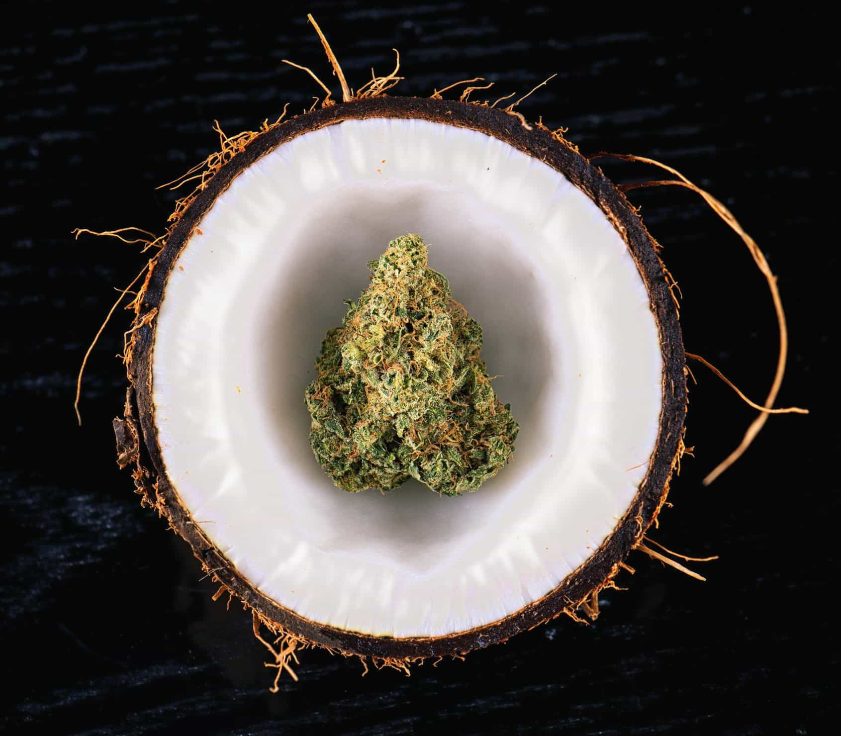 Coconut Water As Organic Cannabis Fertilizer