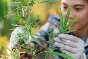 grow 2 fundamentals of cannabis cultivation