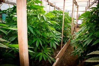 grow 3 how to grow cannabis
