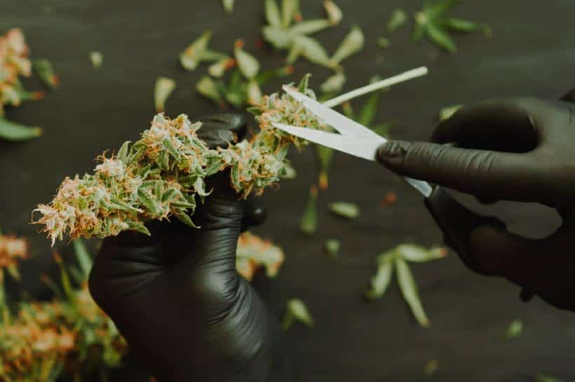 Trimming marijuana buds