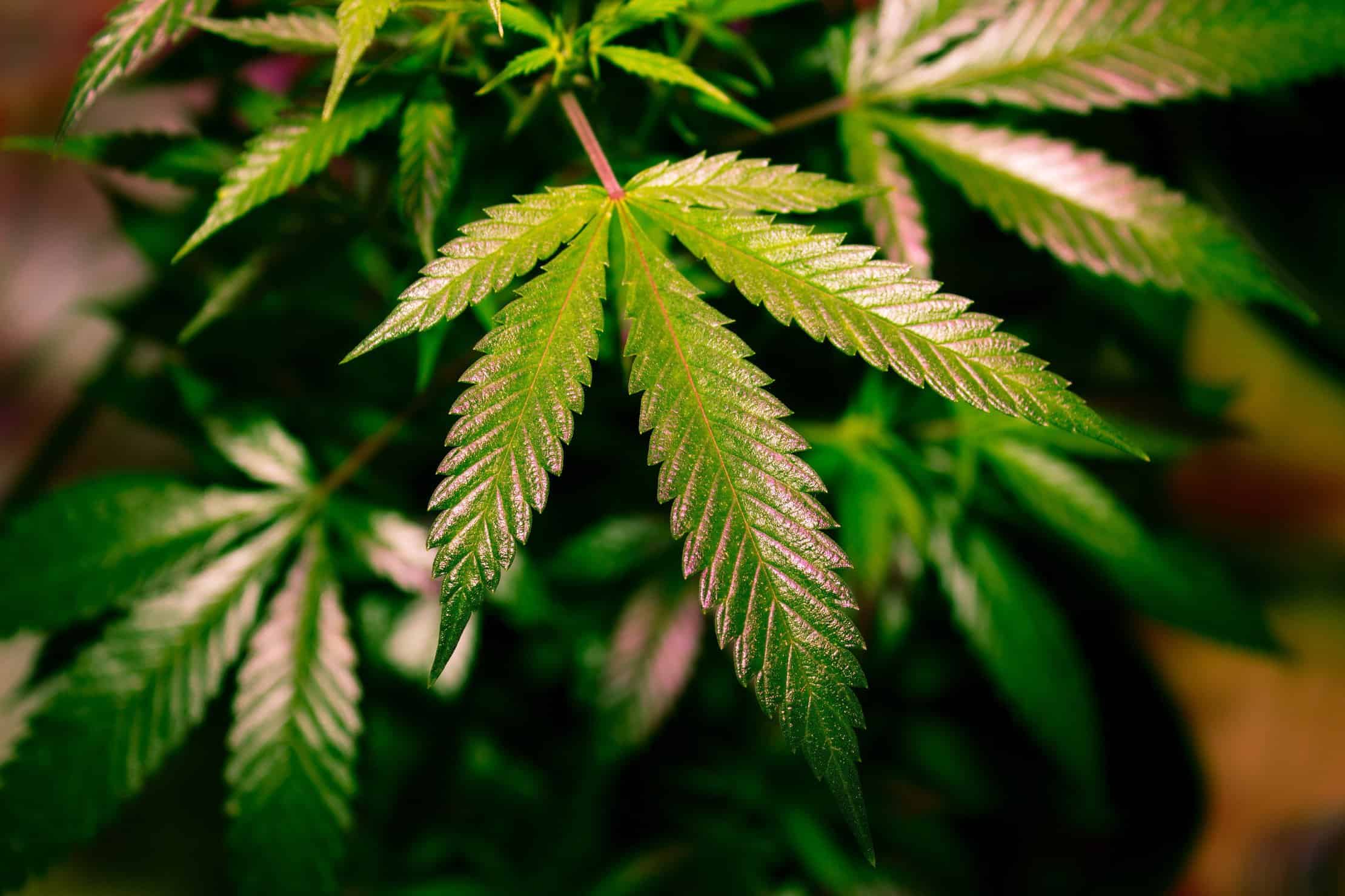 DEA plans for increased marijuana production. Cannabis leaf.