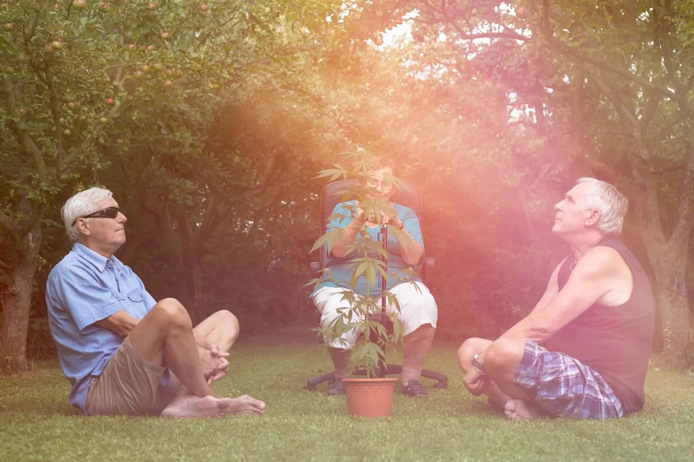How baby boomers can get back to marijuana use. 3 people around a cannabis plant.