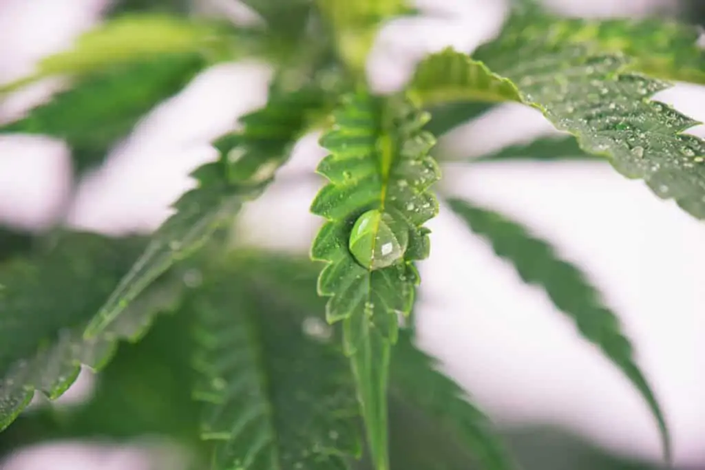 How Much Water Does A Marijuana Plant Require? Water droplet on marijuana plant.