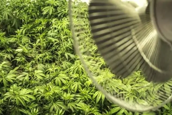 How to Control Marijuana Grow Room Climate. Fan blowing on marijuana plants.