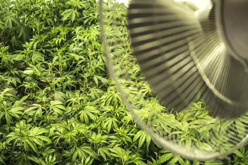 How to Control Cannabis Grow Room Climate