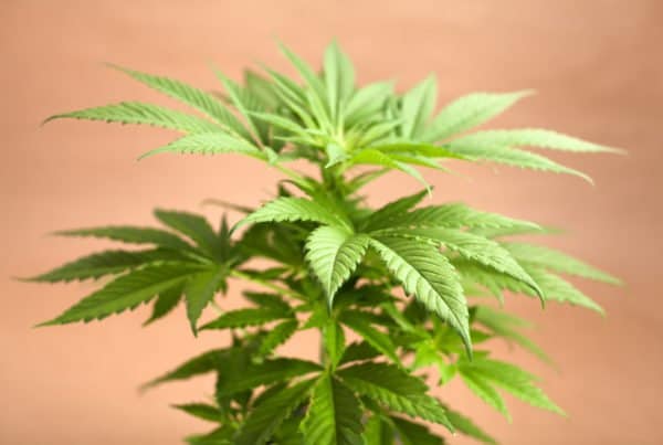 How to grow marijuana on a budget. Cannabis plant
