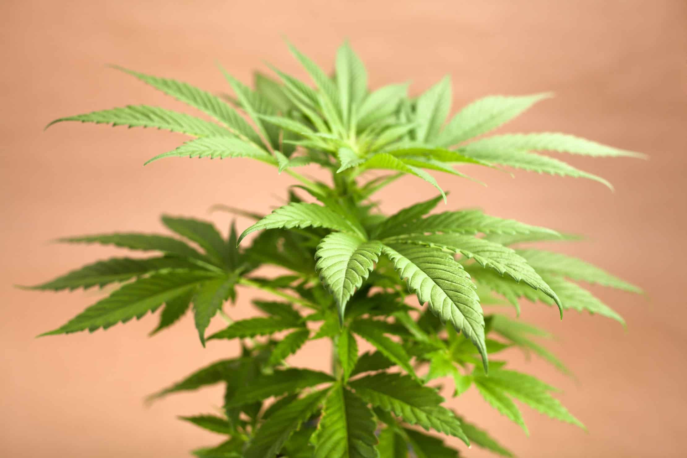 How to grow marijuana on a small budget. Marijuana plant