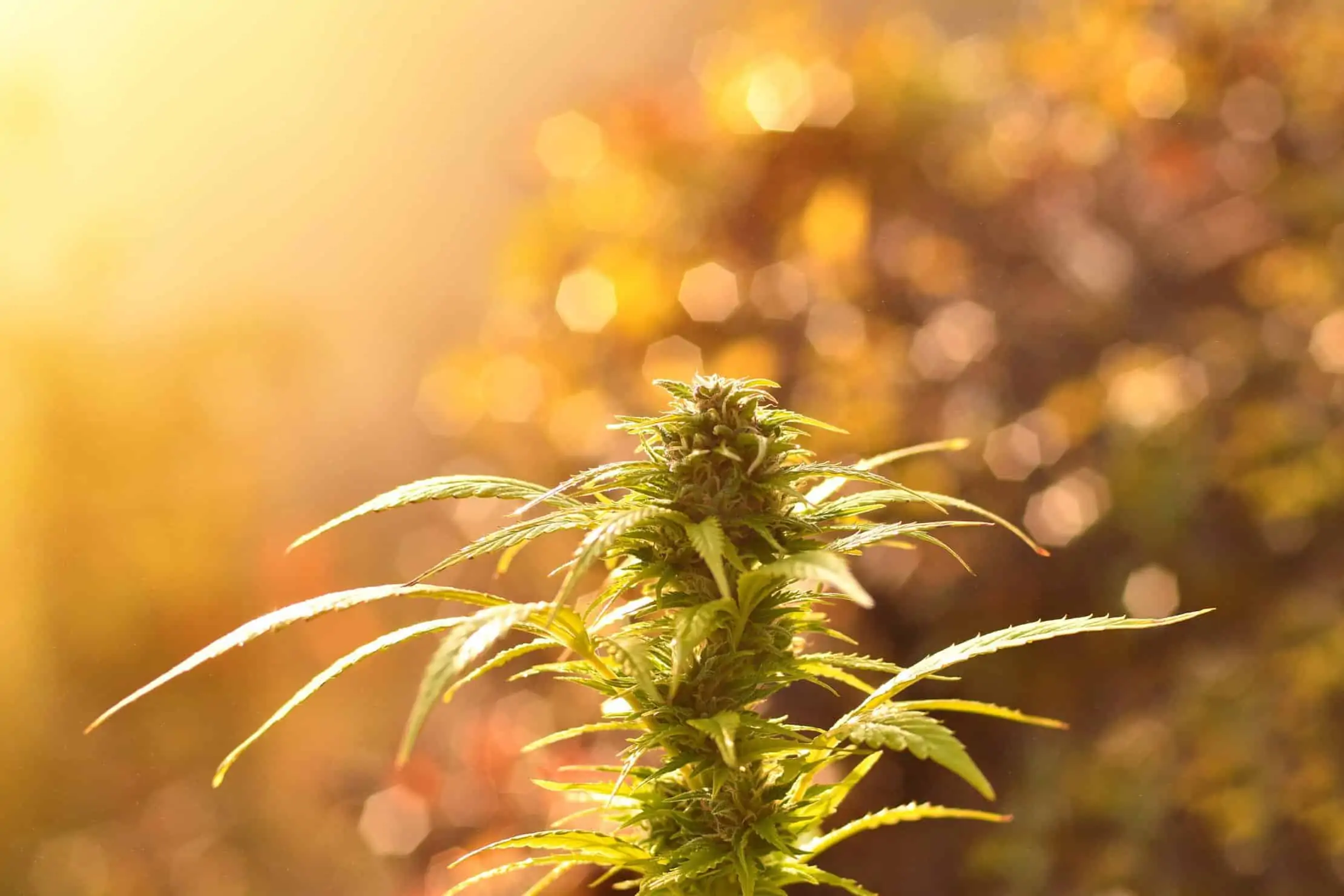 The Best Cannabis Strains For Morning Use