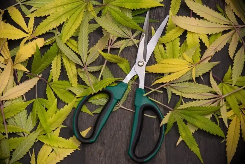 The Best Ways To Use Leftover Marijuana Trim. Scissors surrounded by cannabis leaves.