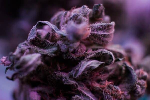 The haze marijuana strain and its source. Closeup of purple weed.