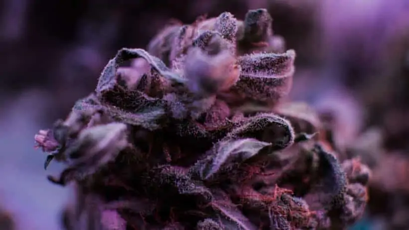 The haze marijuana strain and its source. Closeup of purple weed.