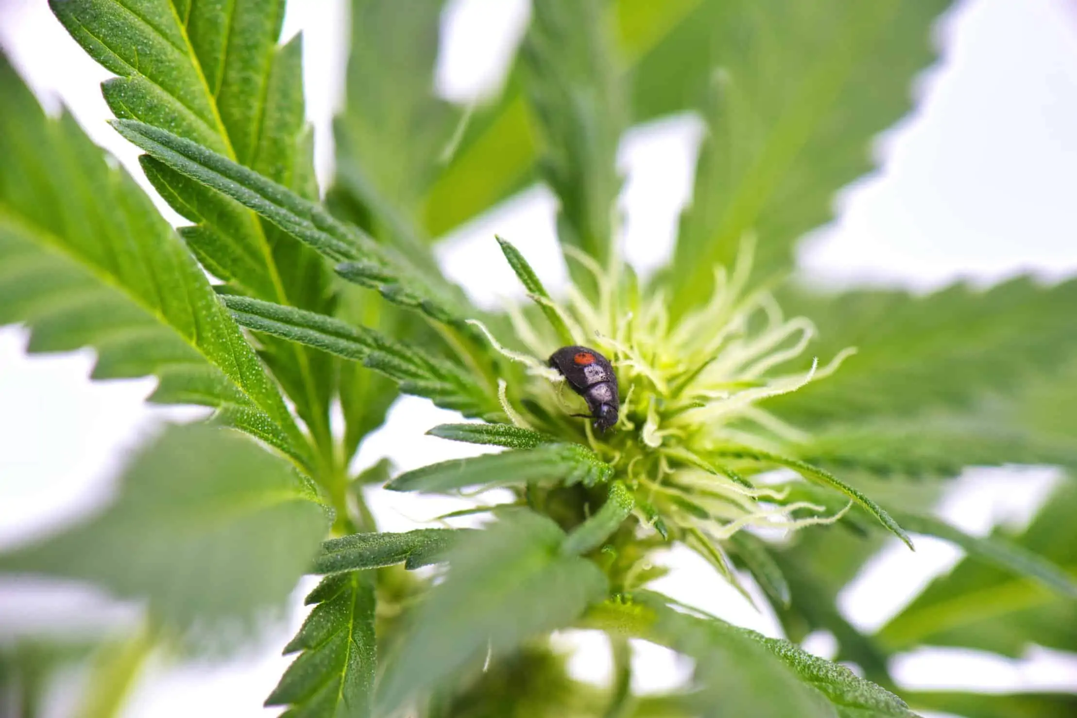 These Are The Most Common Marijuana Pests and Diseases. Insect on cannabis plant.