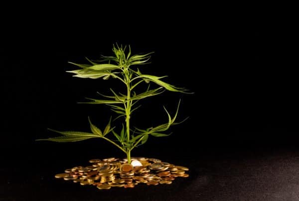 Tips For Financing Your Cannabis Business. Marijuana plant surrounded by coins.