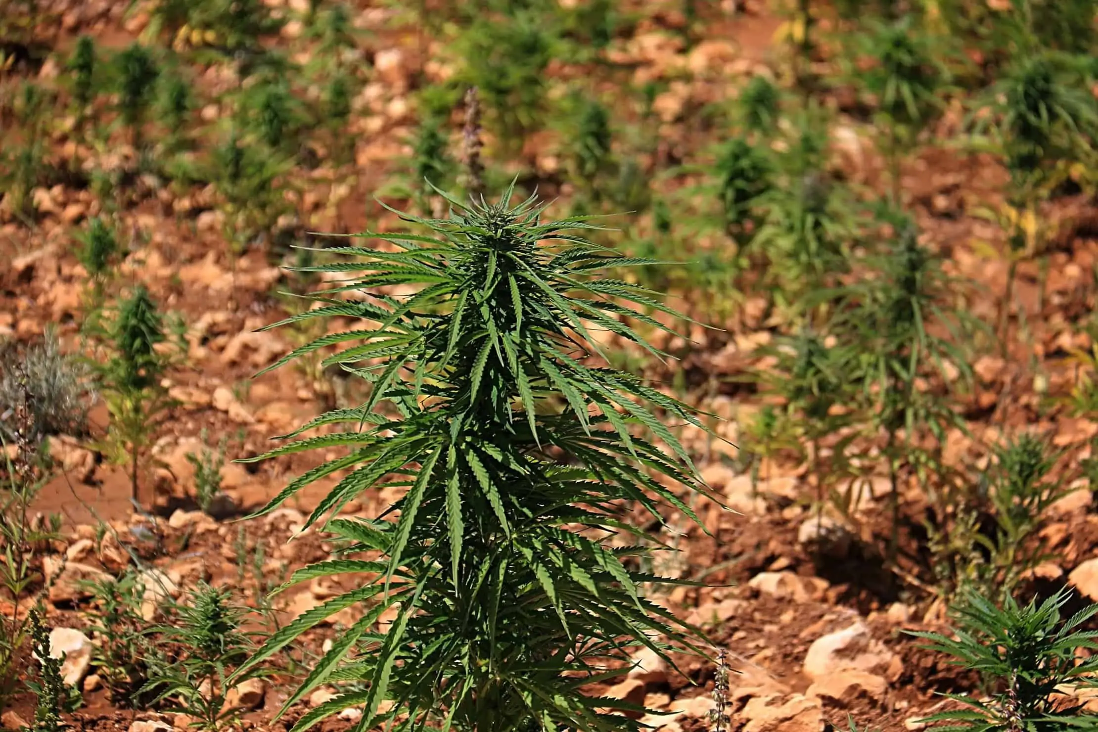 Top 5 Reasons To Grow Organic Cannabis