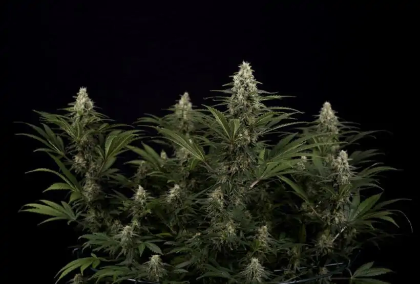 4 Advantages to Purchasing Organic Cannabis Flower