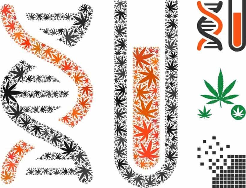 Bomb Seeds and Their Impact On Cannabis Genetics