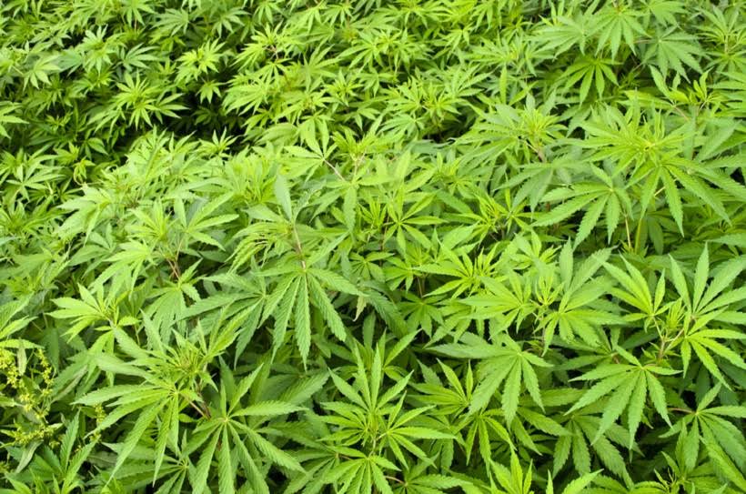 Common Causes of Stress on Marijuana Plants. Field of plants.